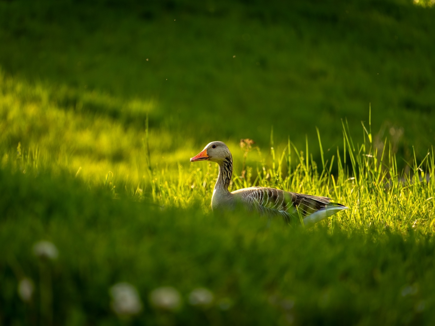 Большой серый гусь гуляет по зеленой траве