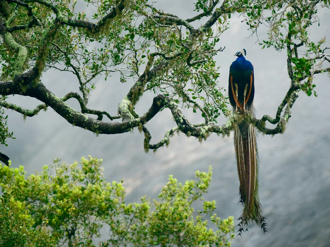 Большой павлин сидит на ветке дерева