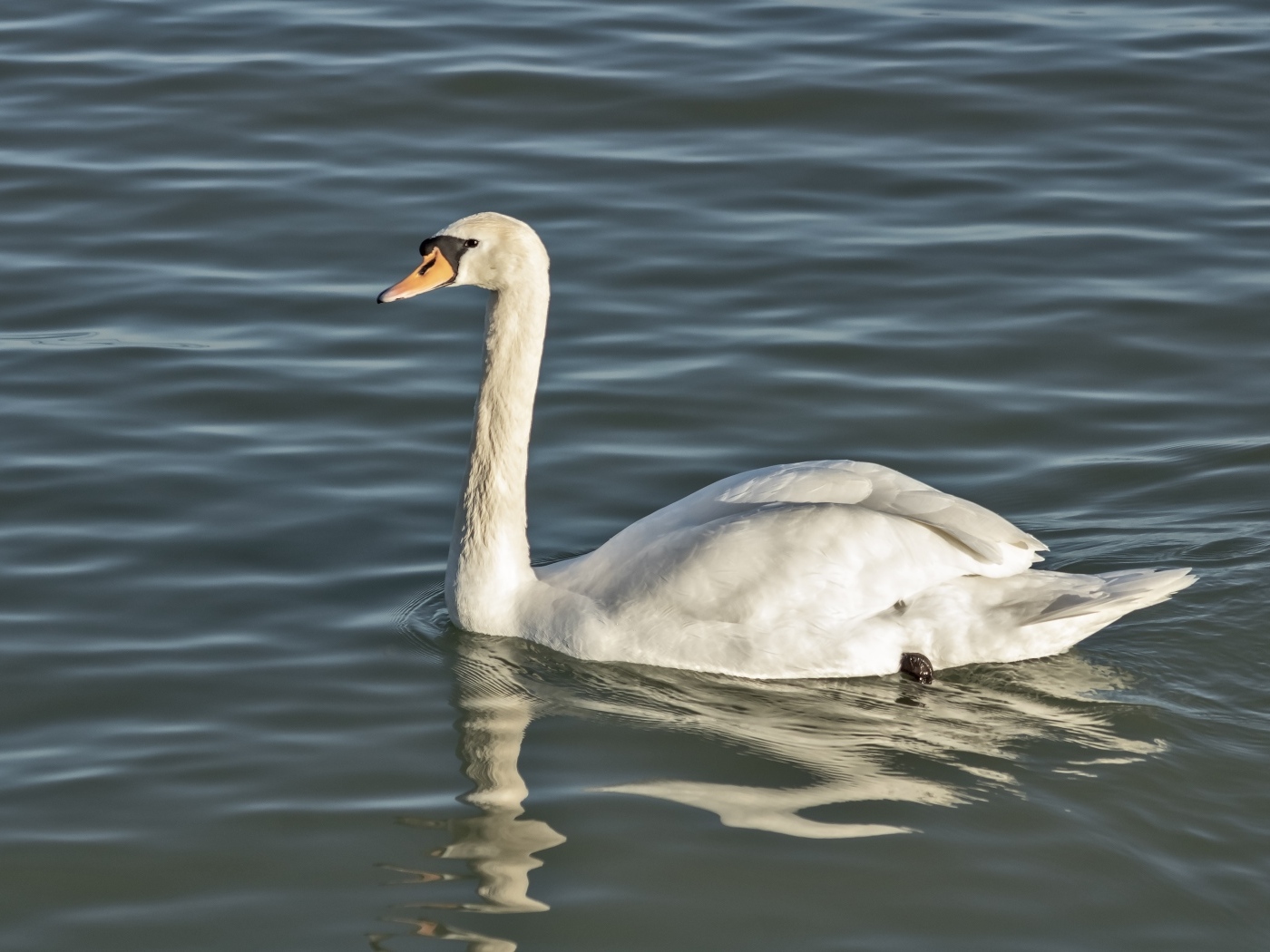 Большой белый лебедь плавает в воде