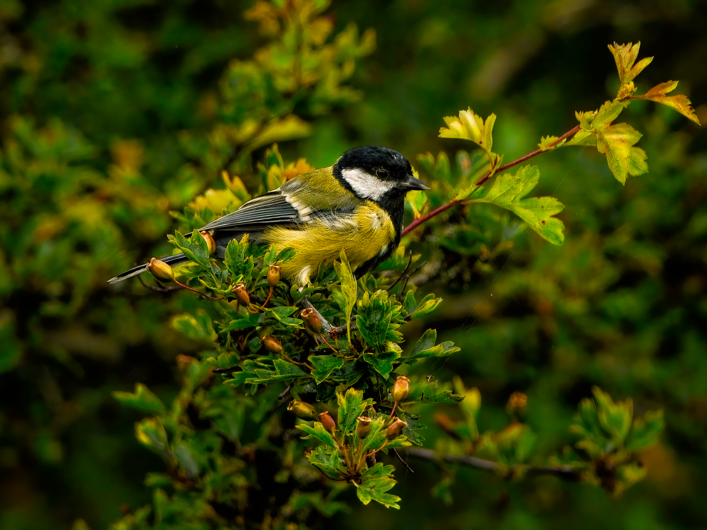 Маленькая синица сидит на ветке с зелеными листьями