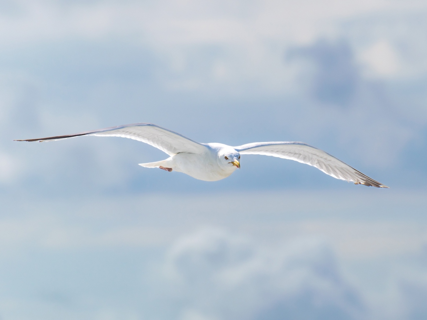 Белая чайка летит в облаках