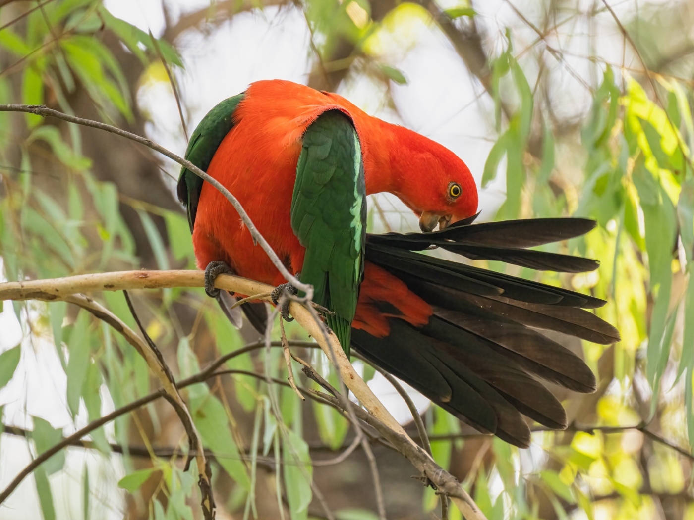 Красивый австралийский королевский попугай на ветке