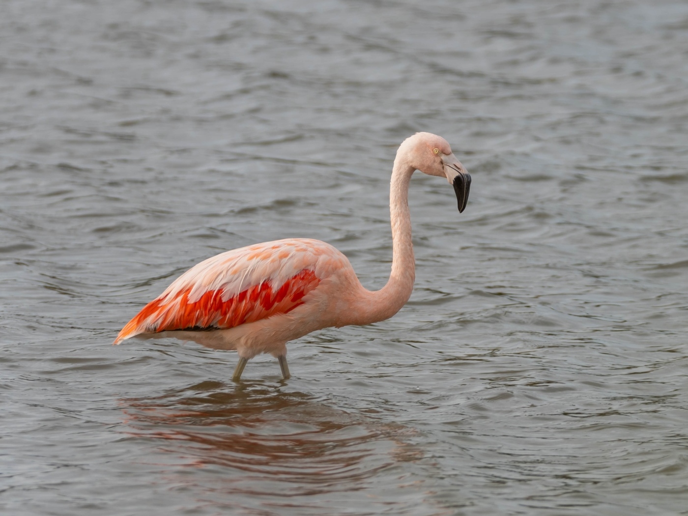 Большой розовый фламинго в воде
