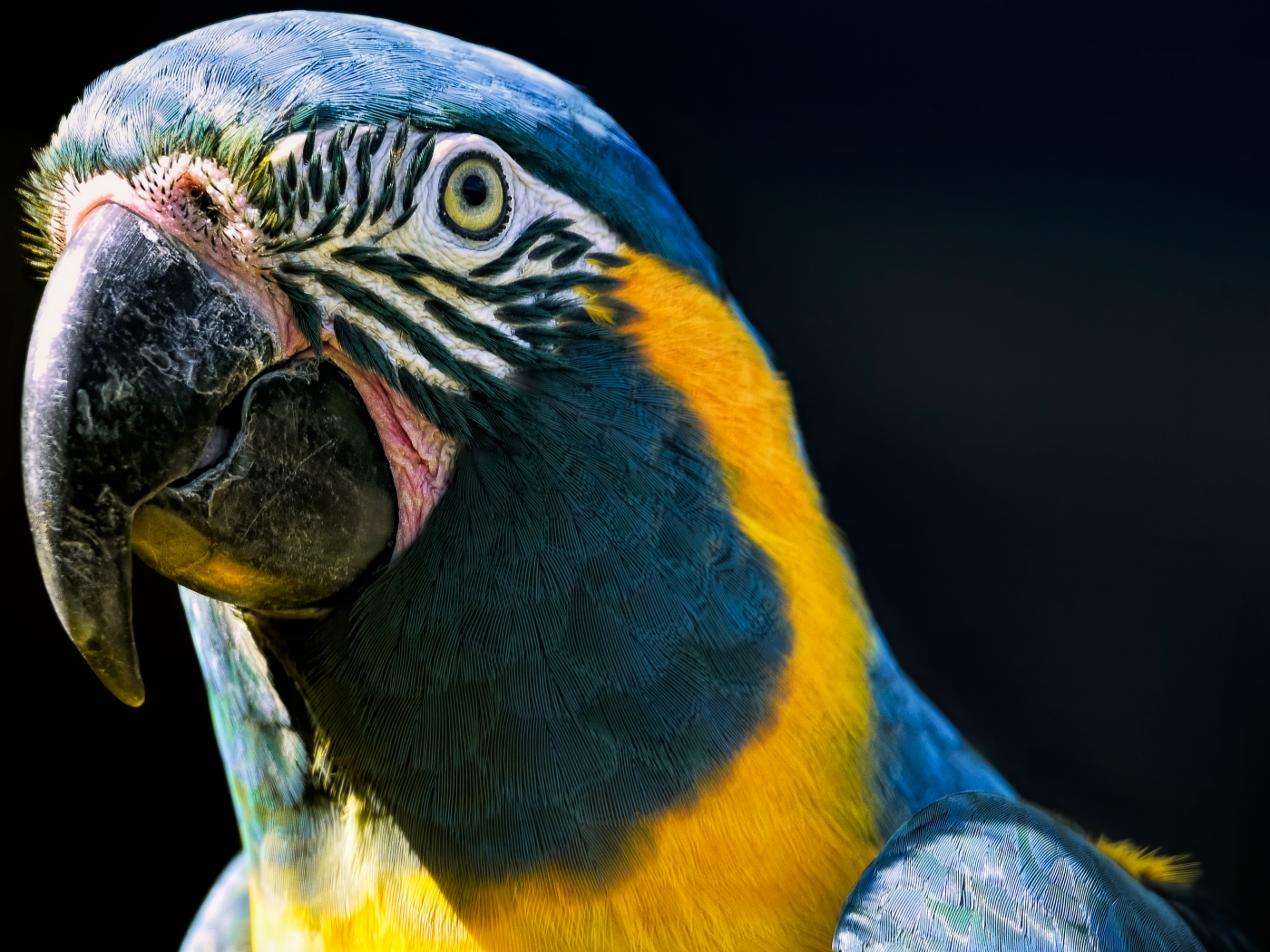 Голова синегорлого ары крупным планом