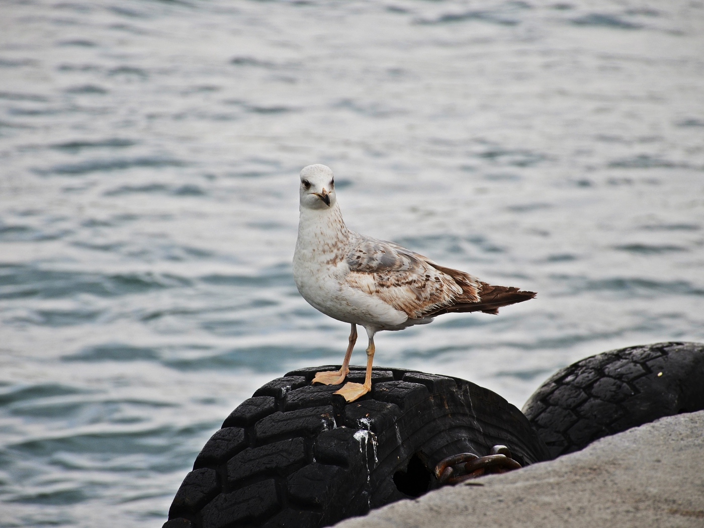 Коричневая чайка стоит у воды