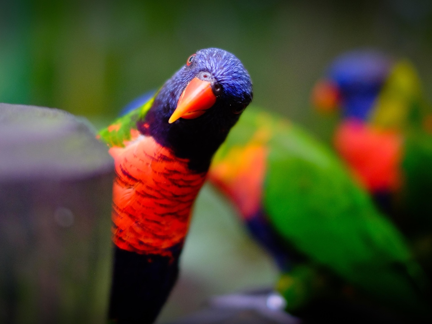 Любопытный синеголовый попугай