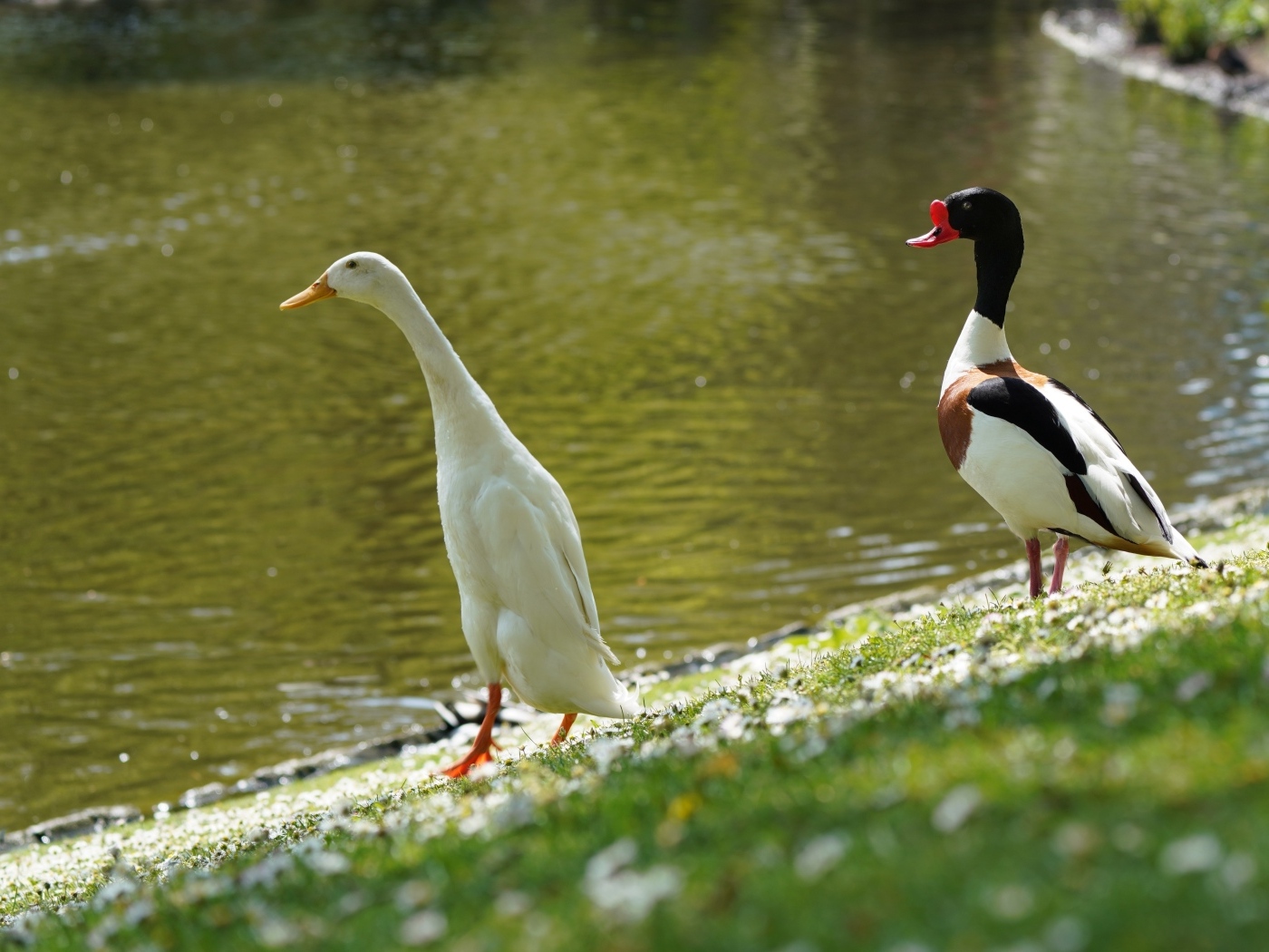 Утка и гусь у воды