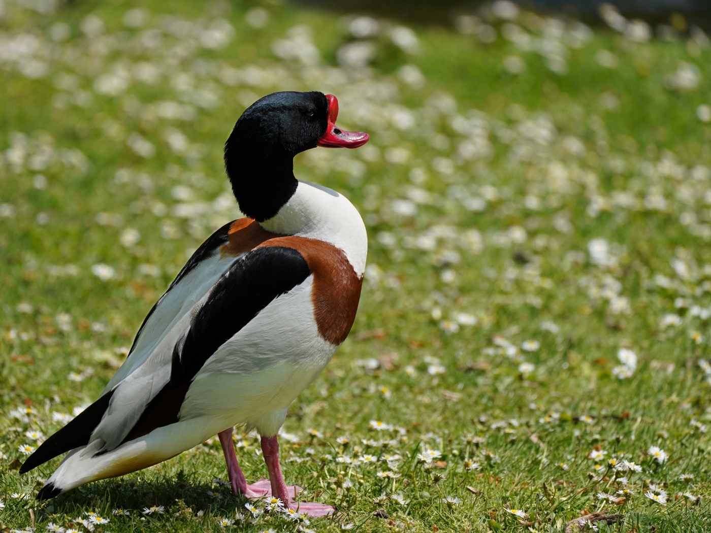 Утка стоит на зеленой траве
