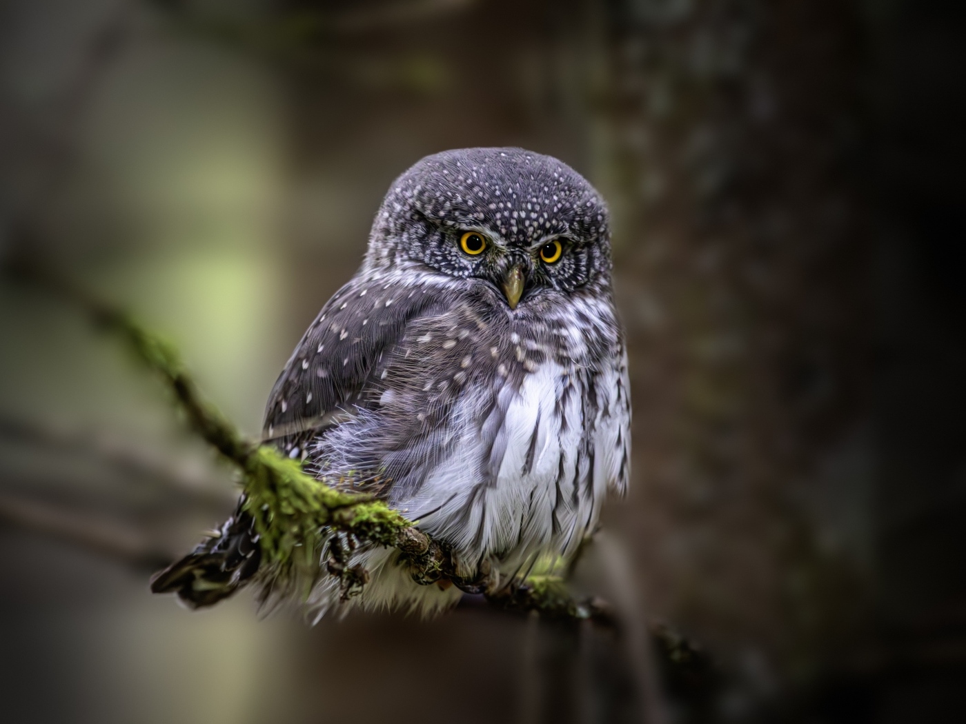 Евразийская карликовая сова сидит на ветке