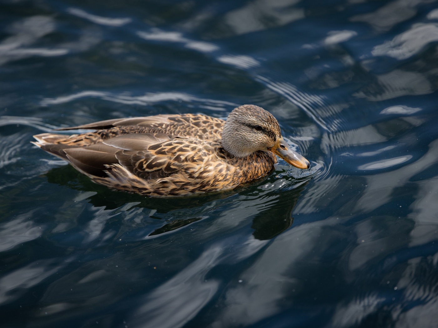 Серая утка плавает в спокойной воде