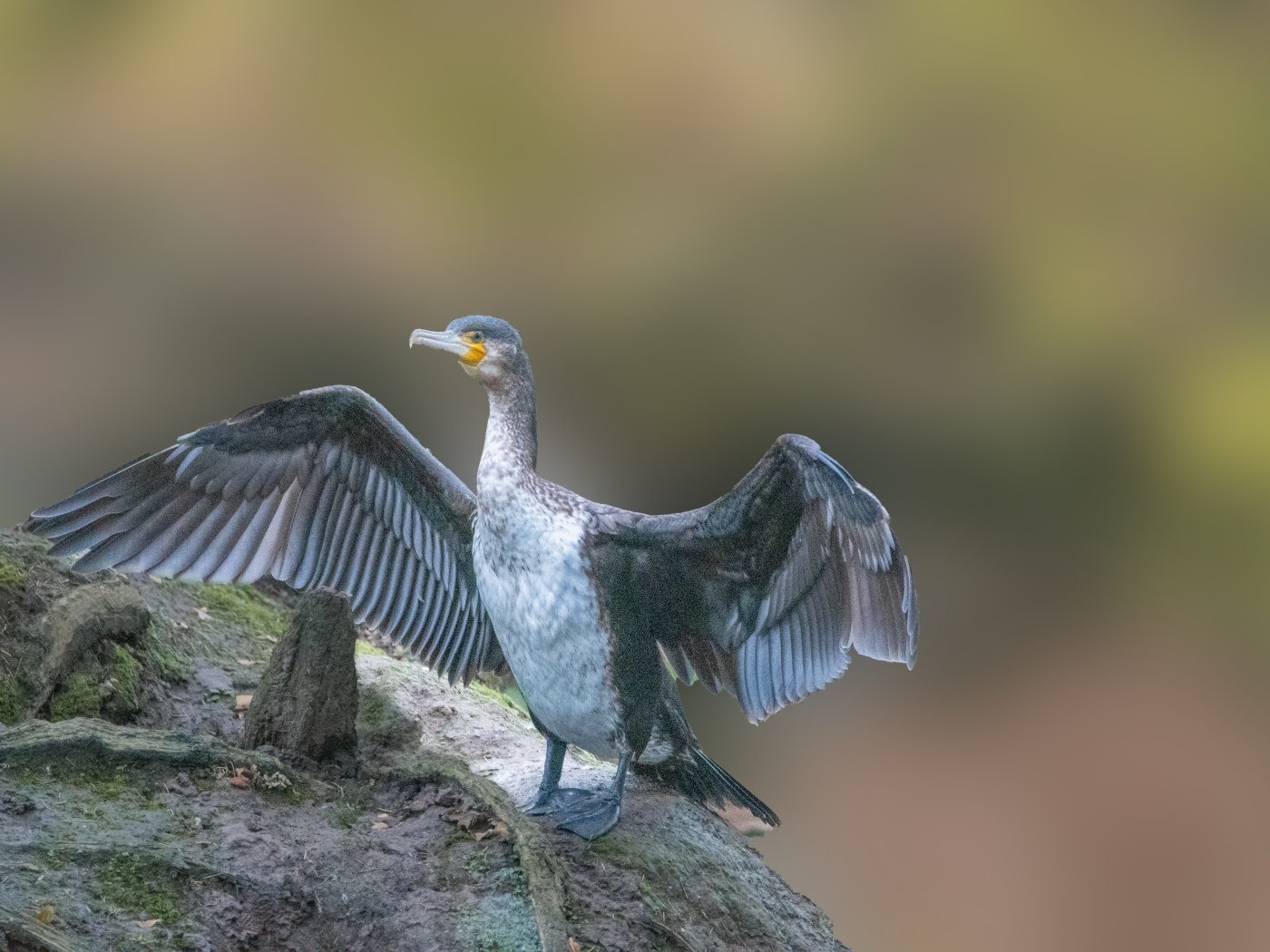 Большой черный баклан взлетает с камня