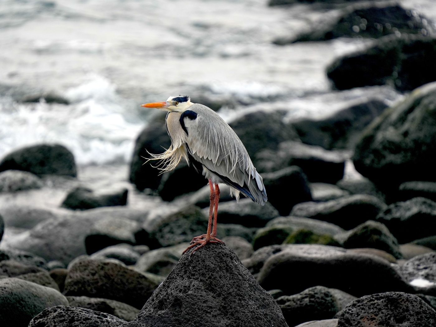 Большая серая цапля стоит на камне у воды
