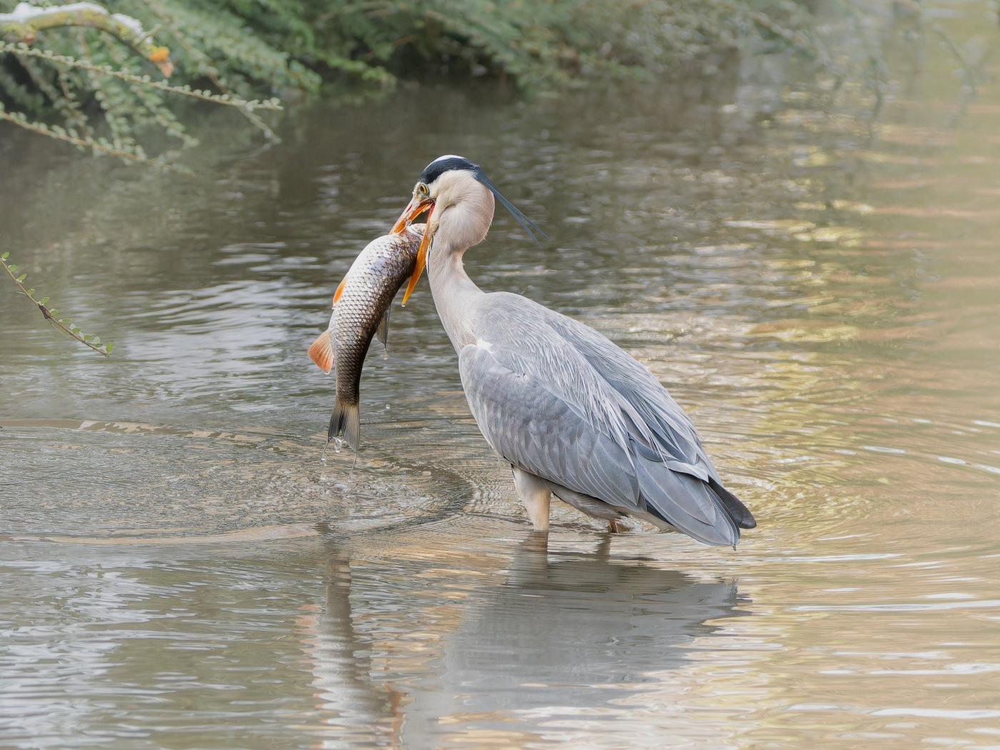 Большая серая цапля с рыбой в воде