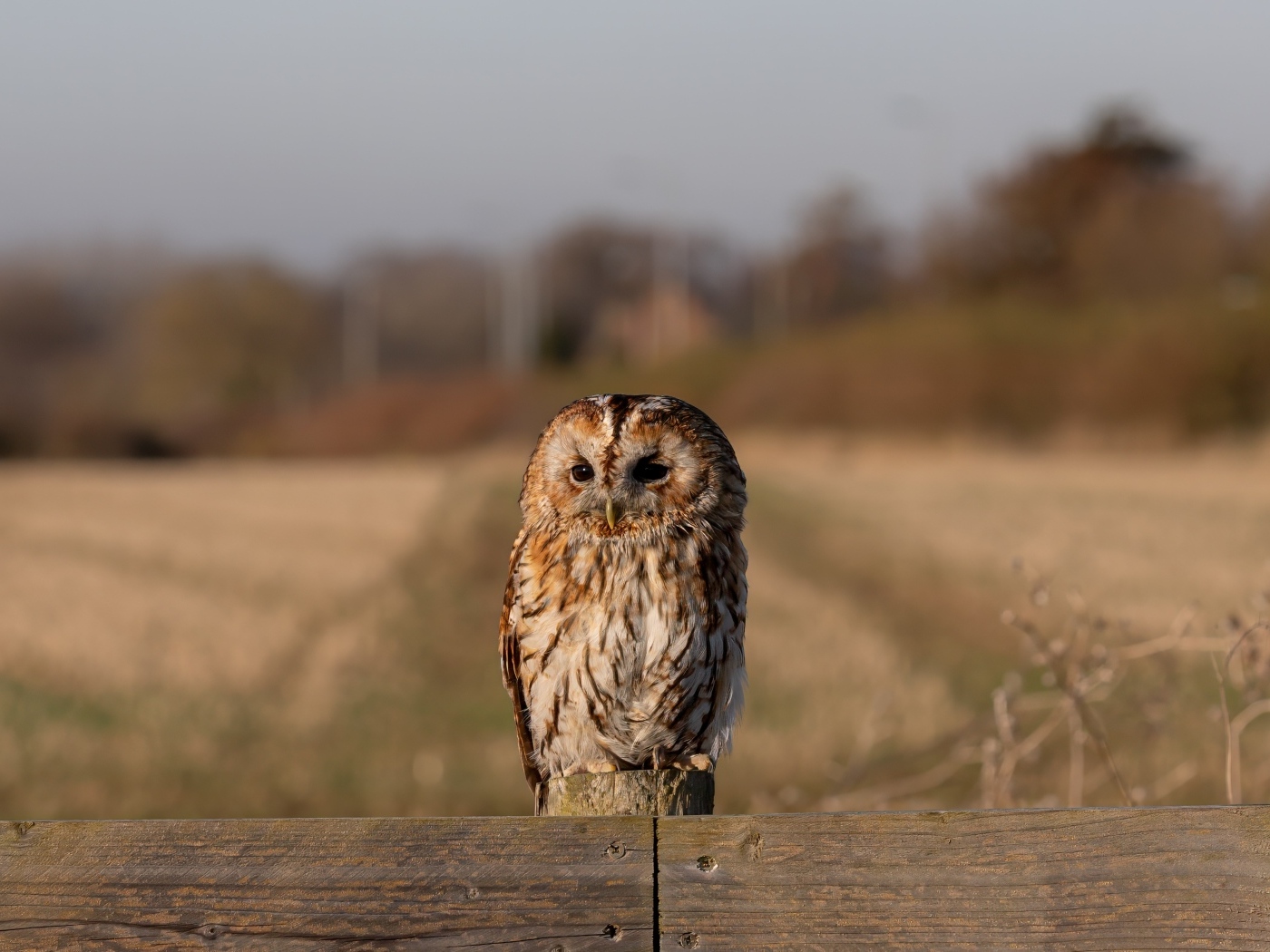 Большая неясыть сидит на заборе