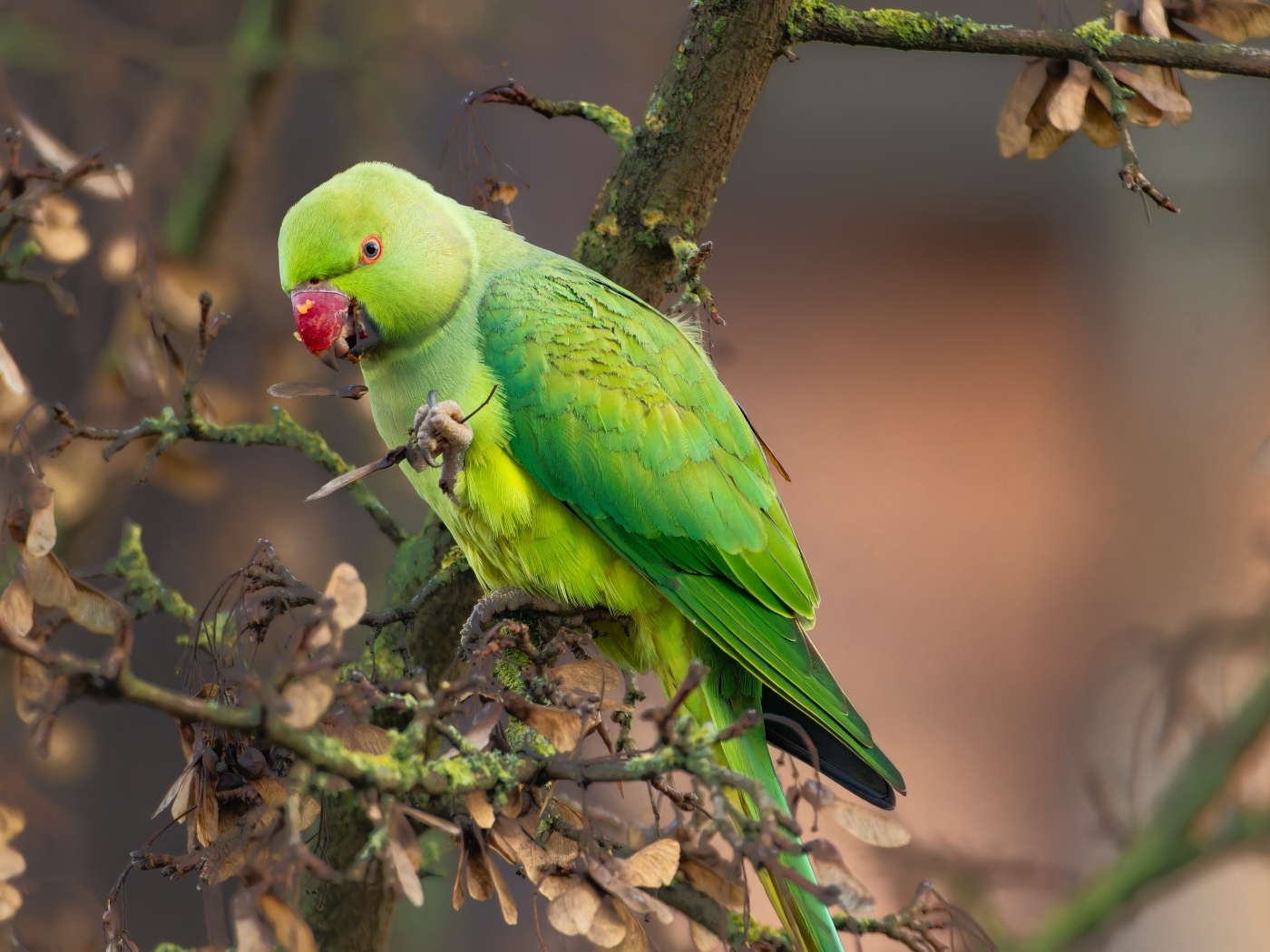 Зеленый попугай сидит на ветке дерева