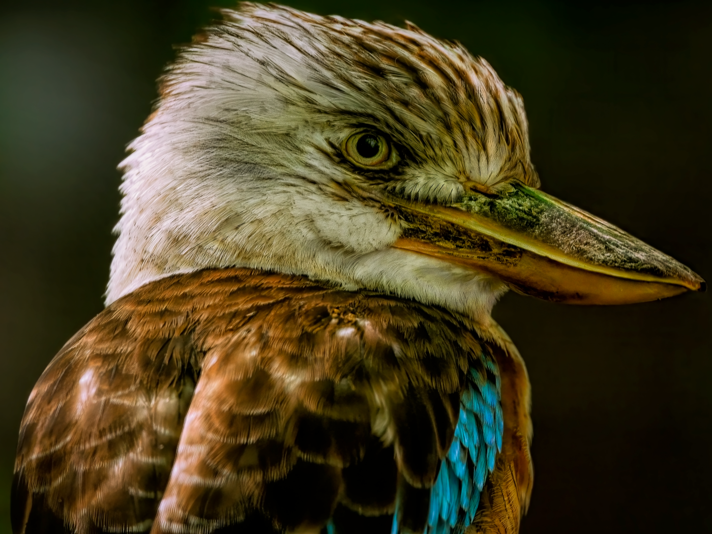 Голова птицы кукабарра крупным планом