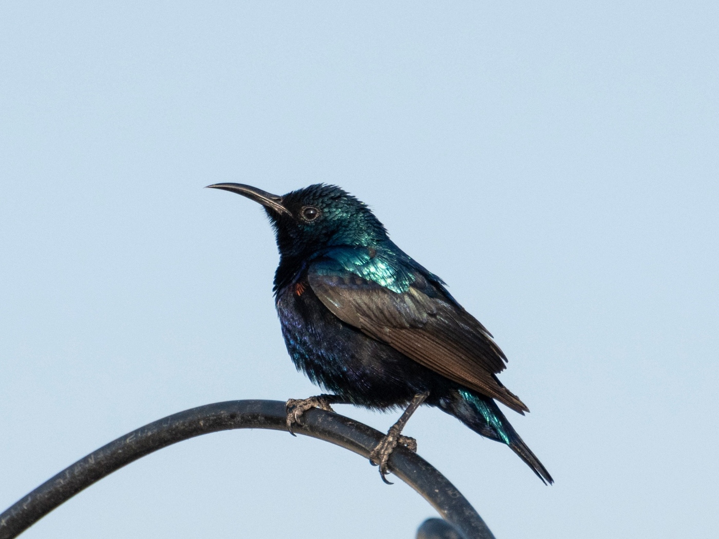Маленький черный дрозд сидит на ветке 