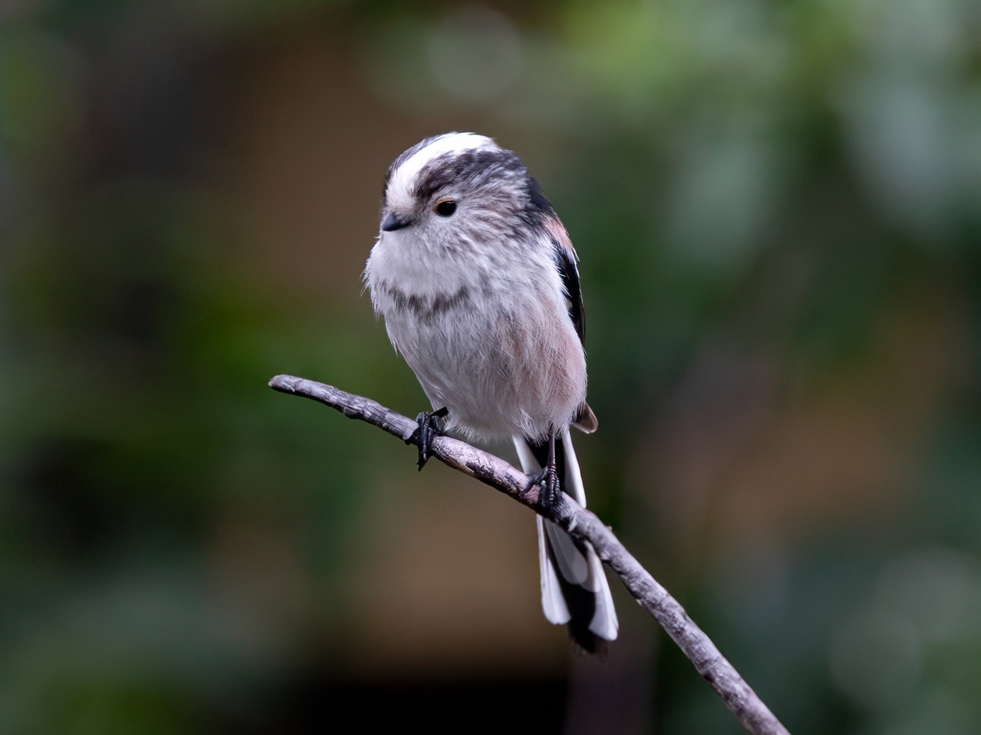 Маленькая длиннохвостая синица на ветке