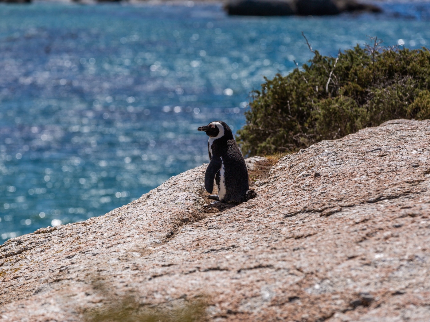 Маленький пингвин стоит на камне у воды