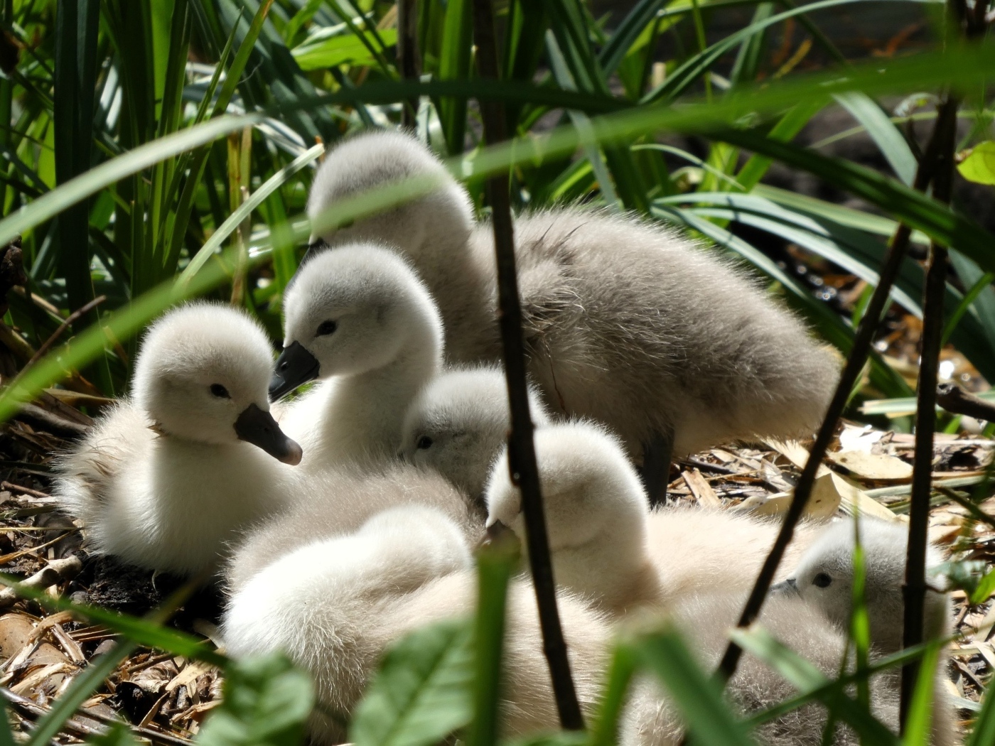 Маленькие птенцы лебедя в гнезде