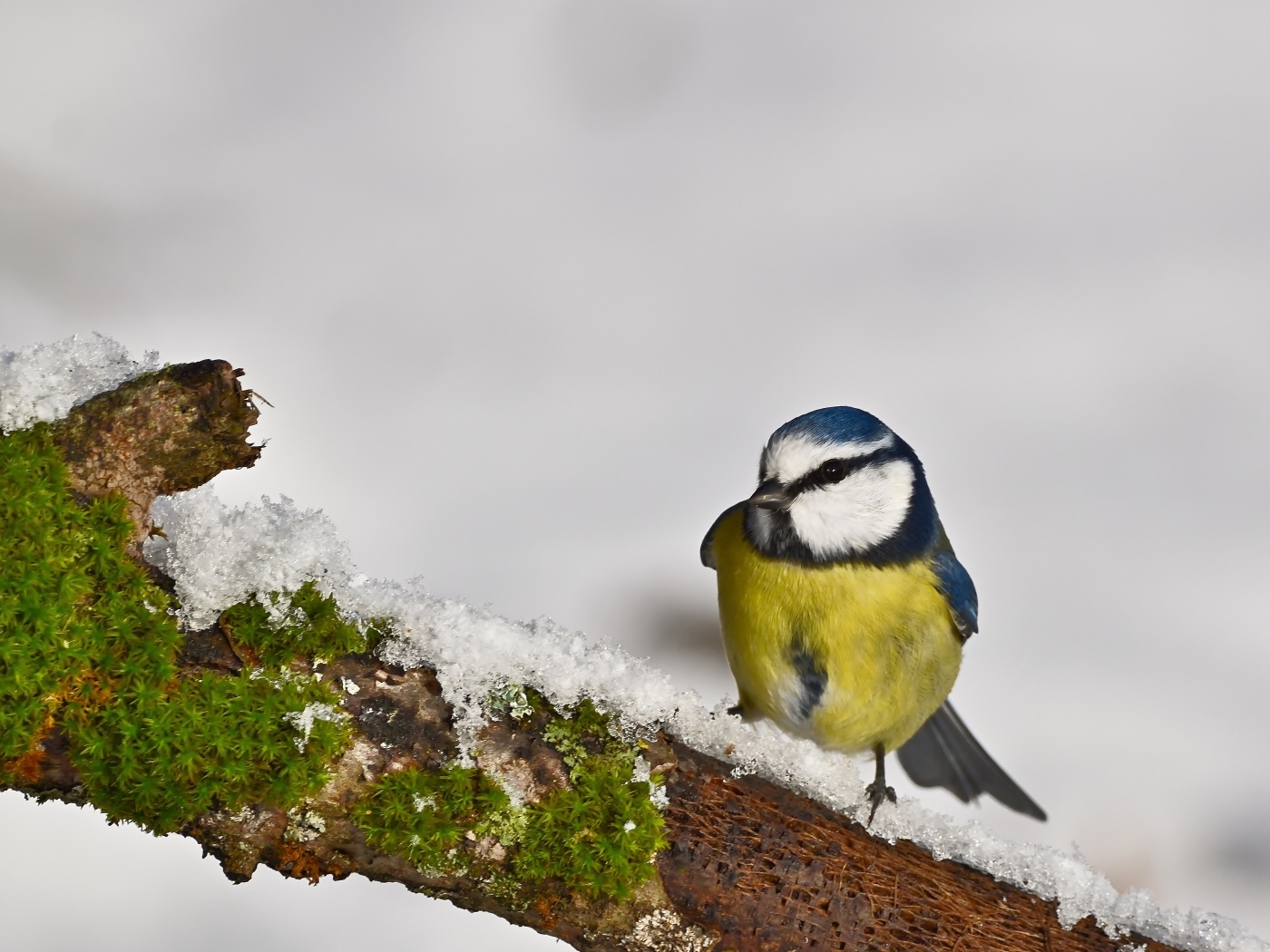 Маленькая синица на заснеженной ветке