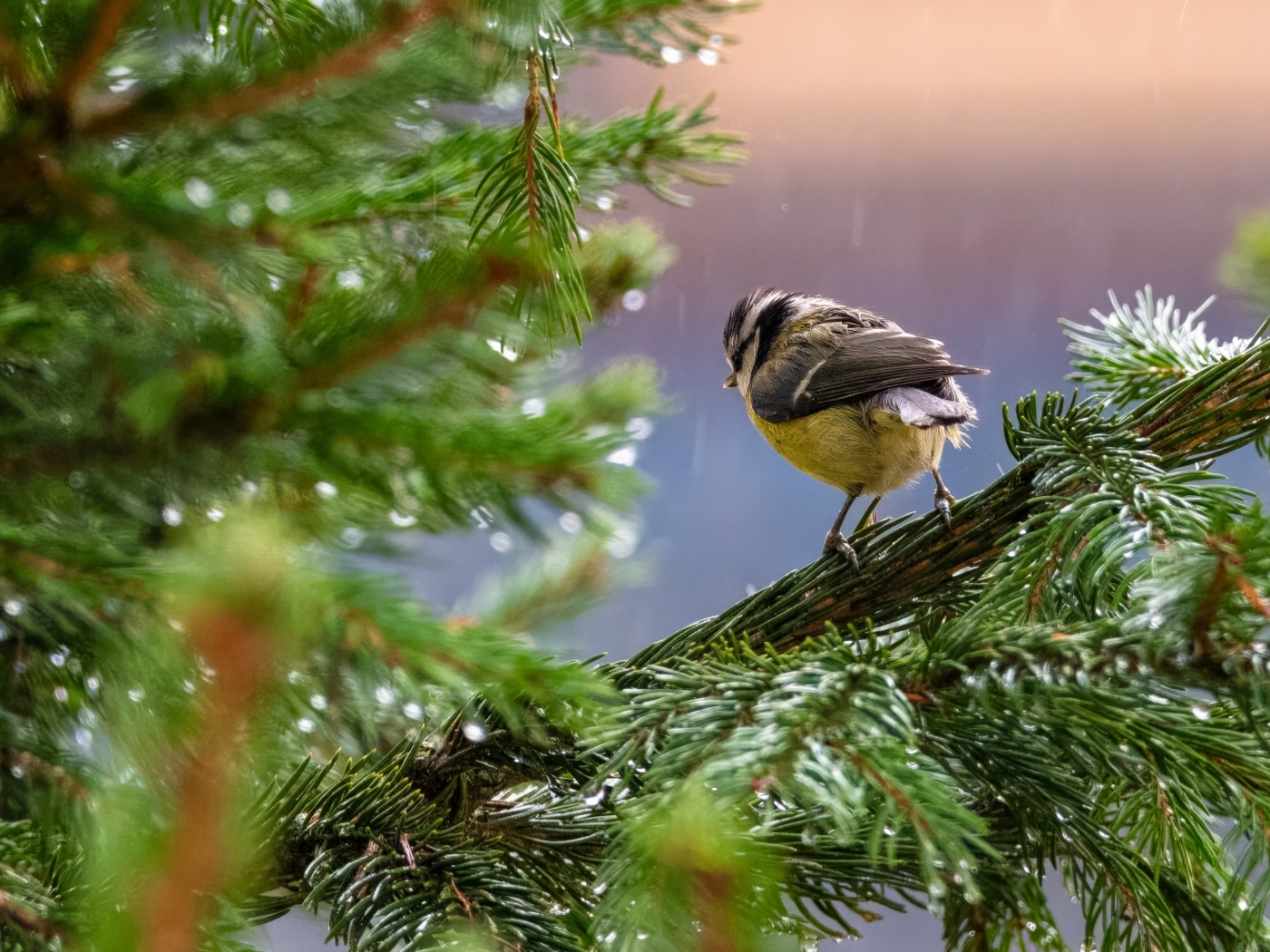 Маленькая синица сидит на еловой ветке под дождем
