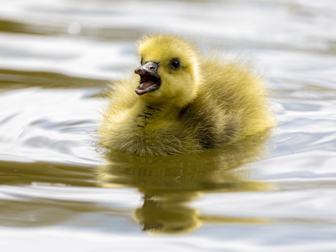 Маленький желтый утенок плавает в воде