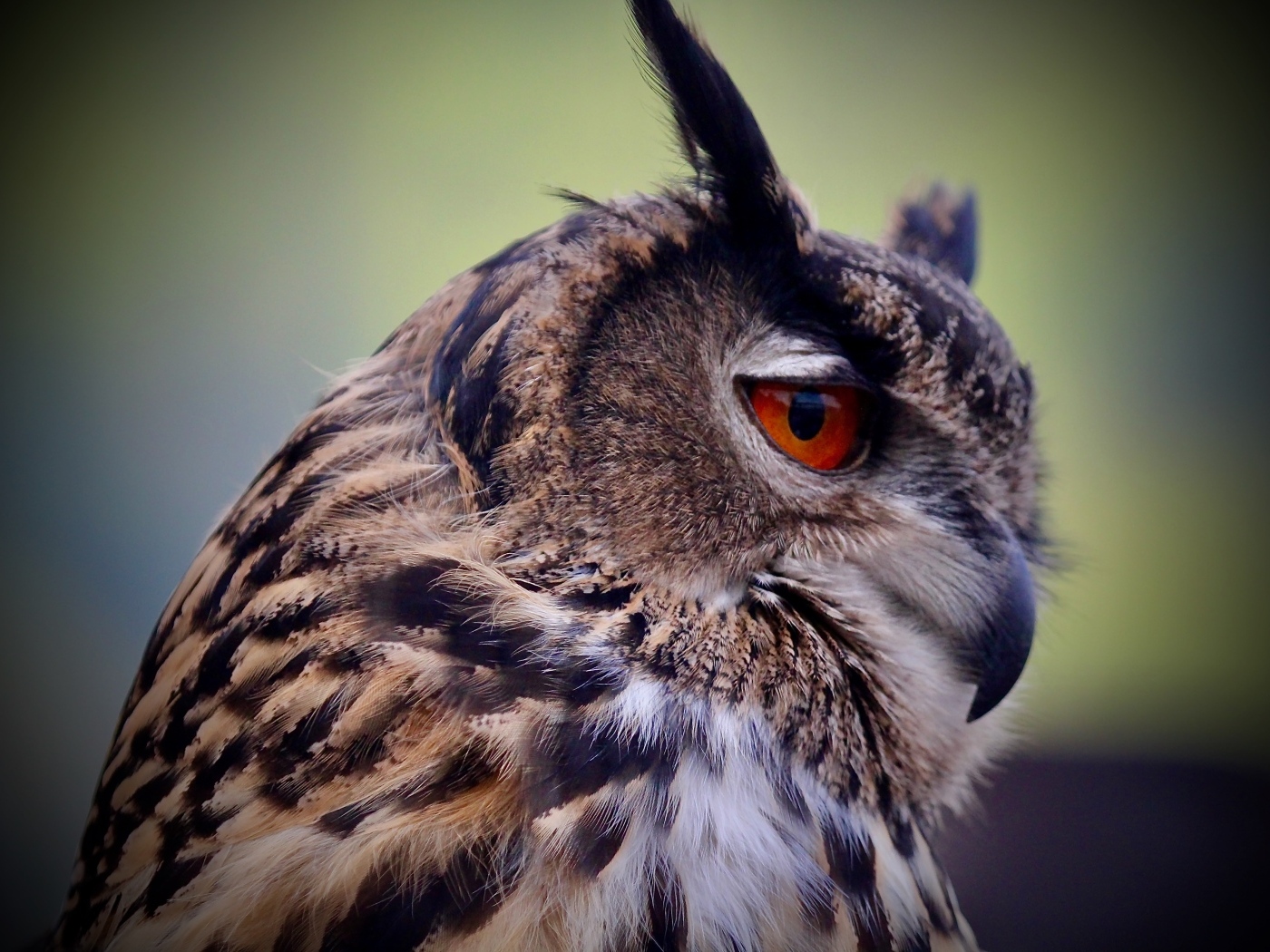 Ушастая сова с красными глазами