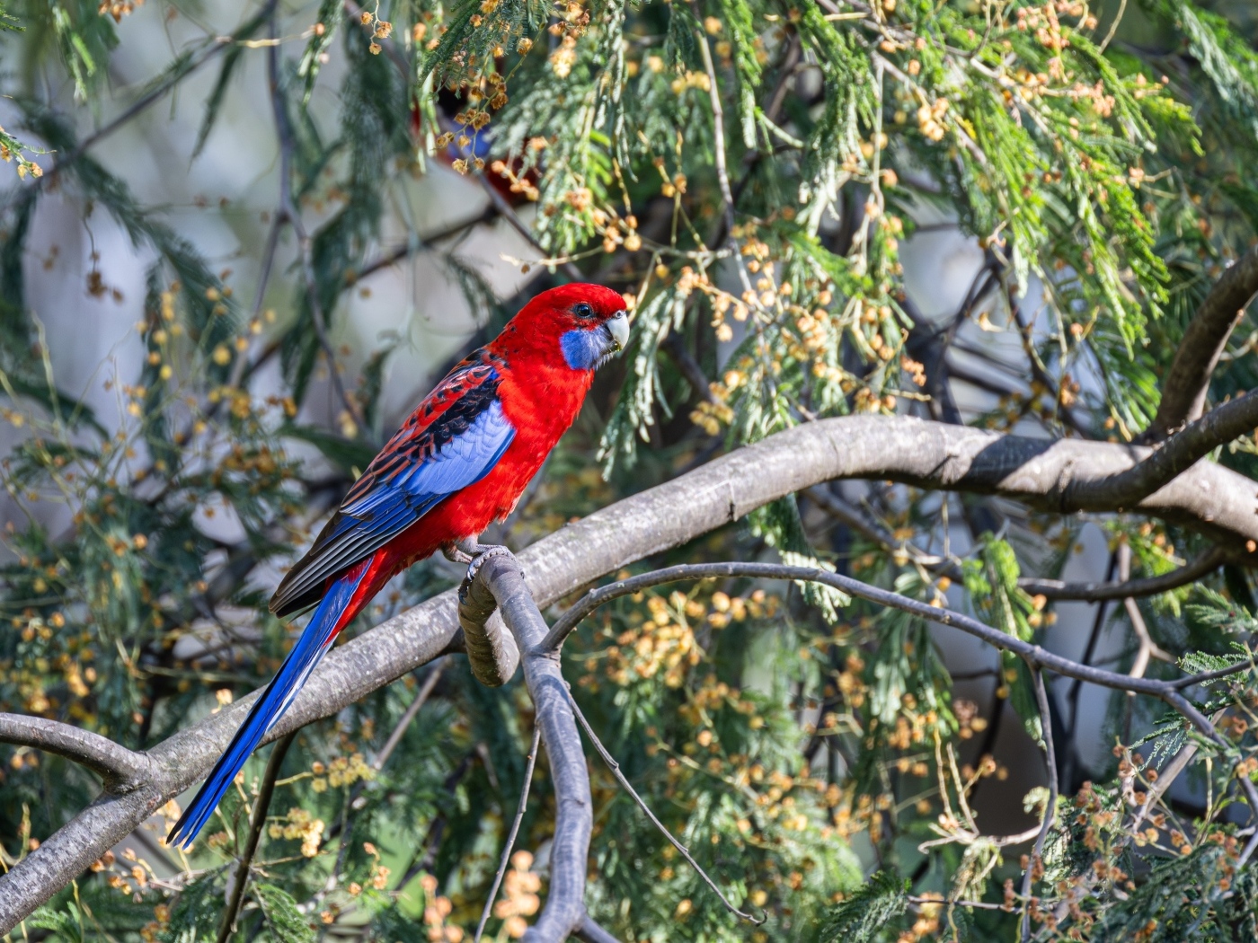 Попугай красная розелла сидит на ветке