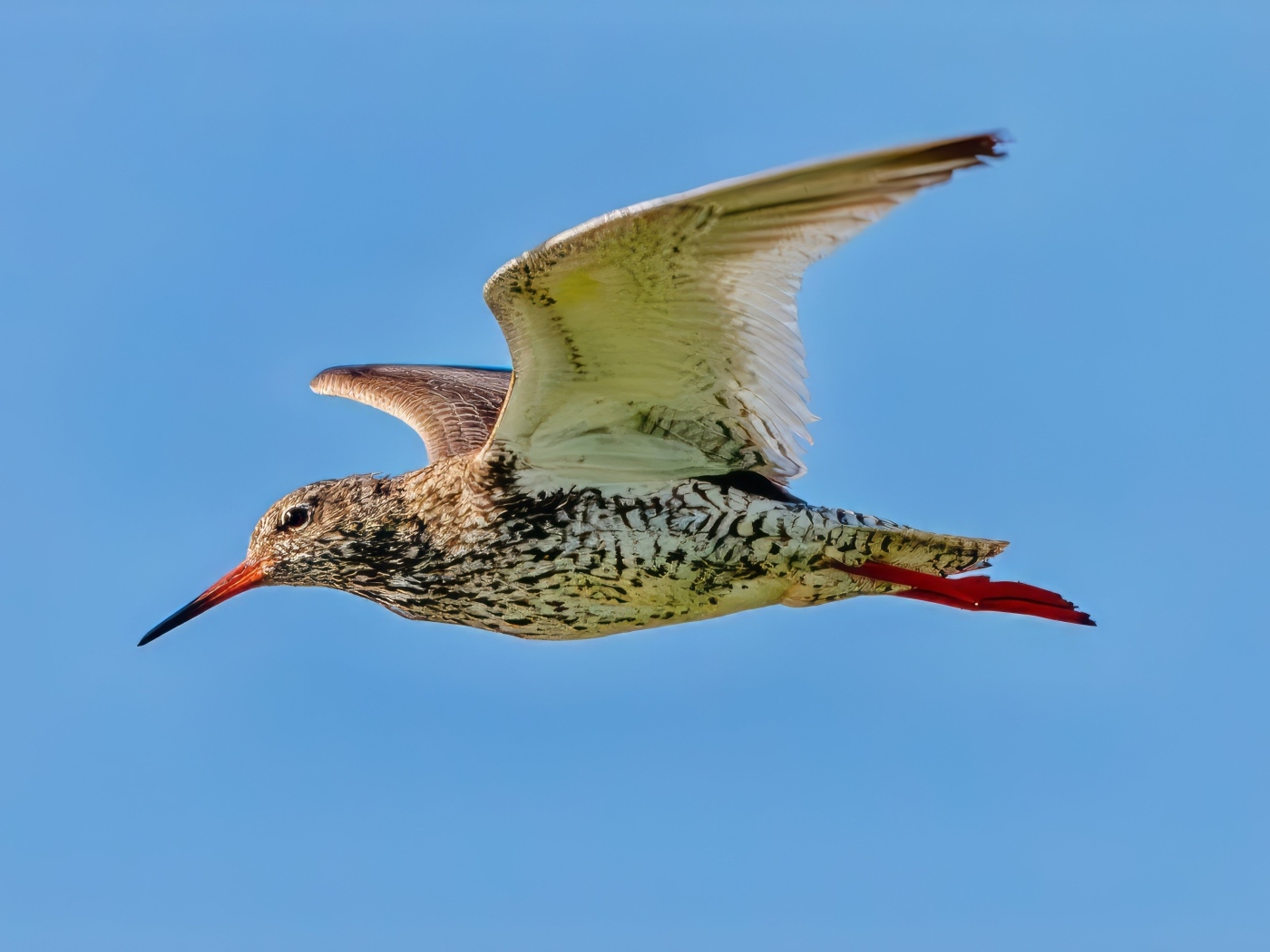 Птица красный стебель летит в небе
