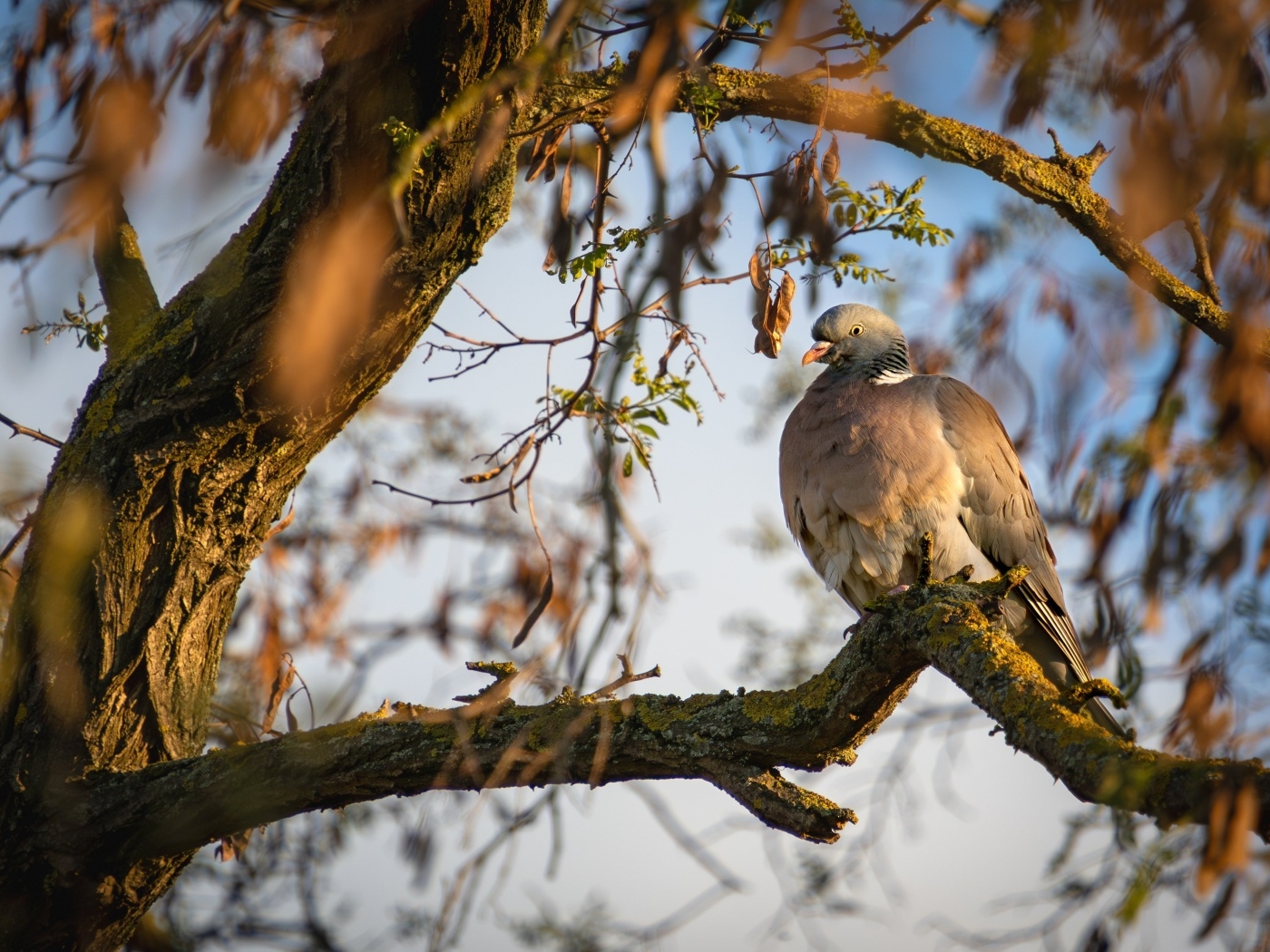 Кольчатый голубь сидит на ветке
