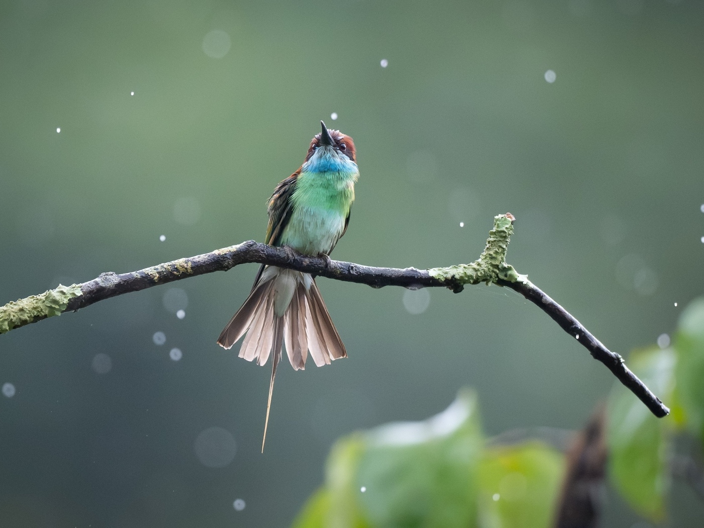 Маленькая птица золотистая щурка на ветке под дождем