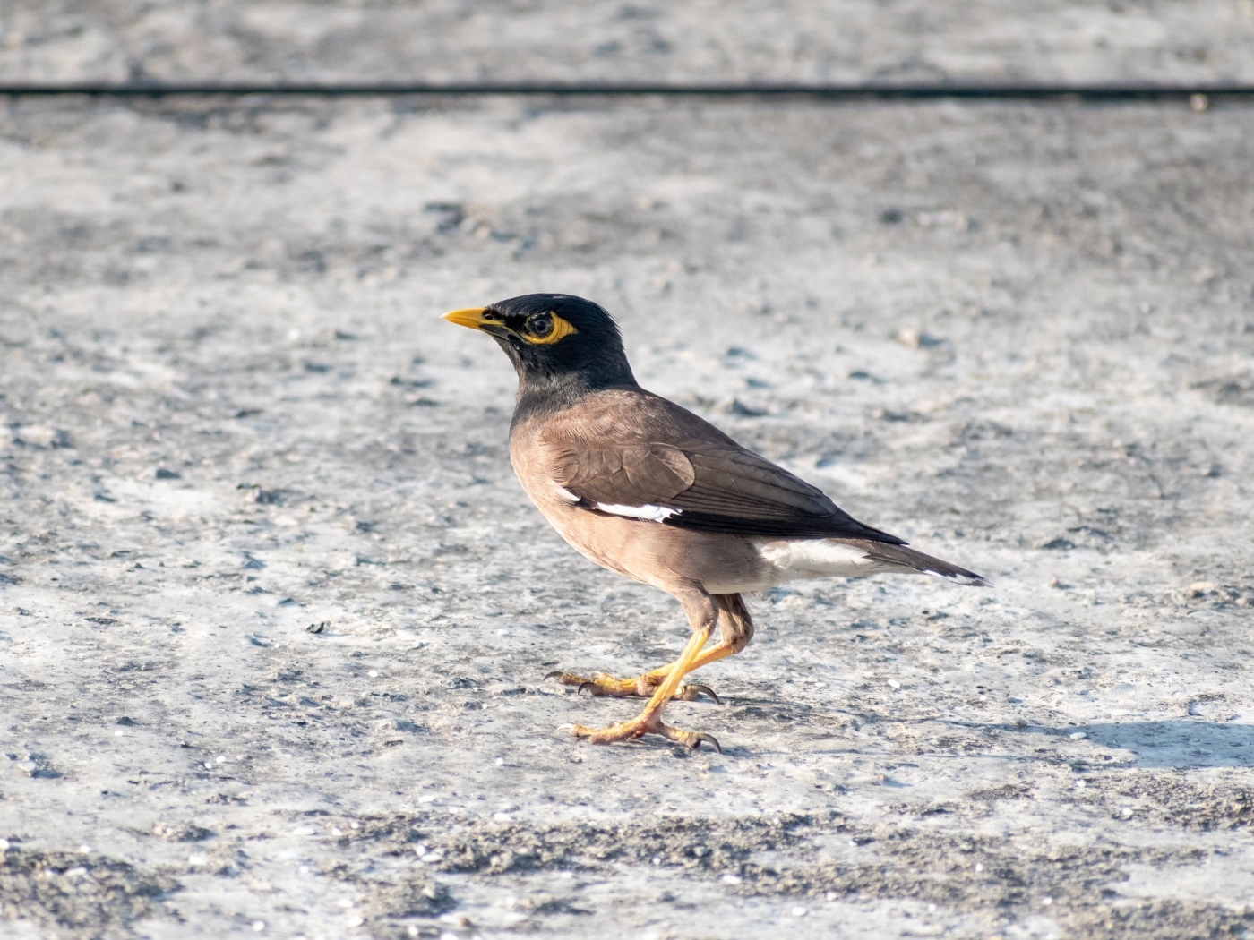 Маленькая обыкновенная майна 