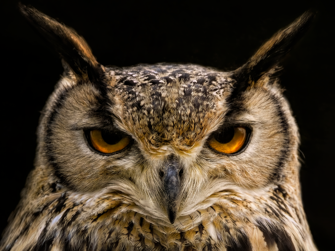 Суровая сова с коричневыми глазами