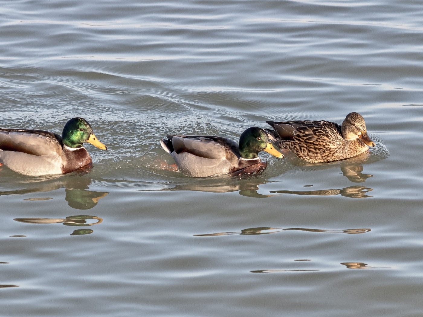 Три утки плавают в воде