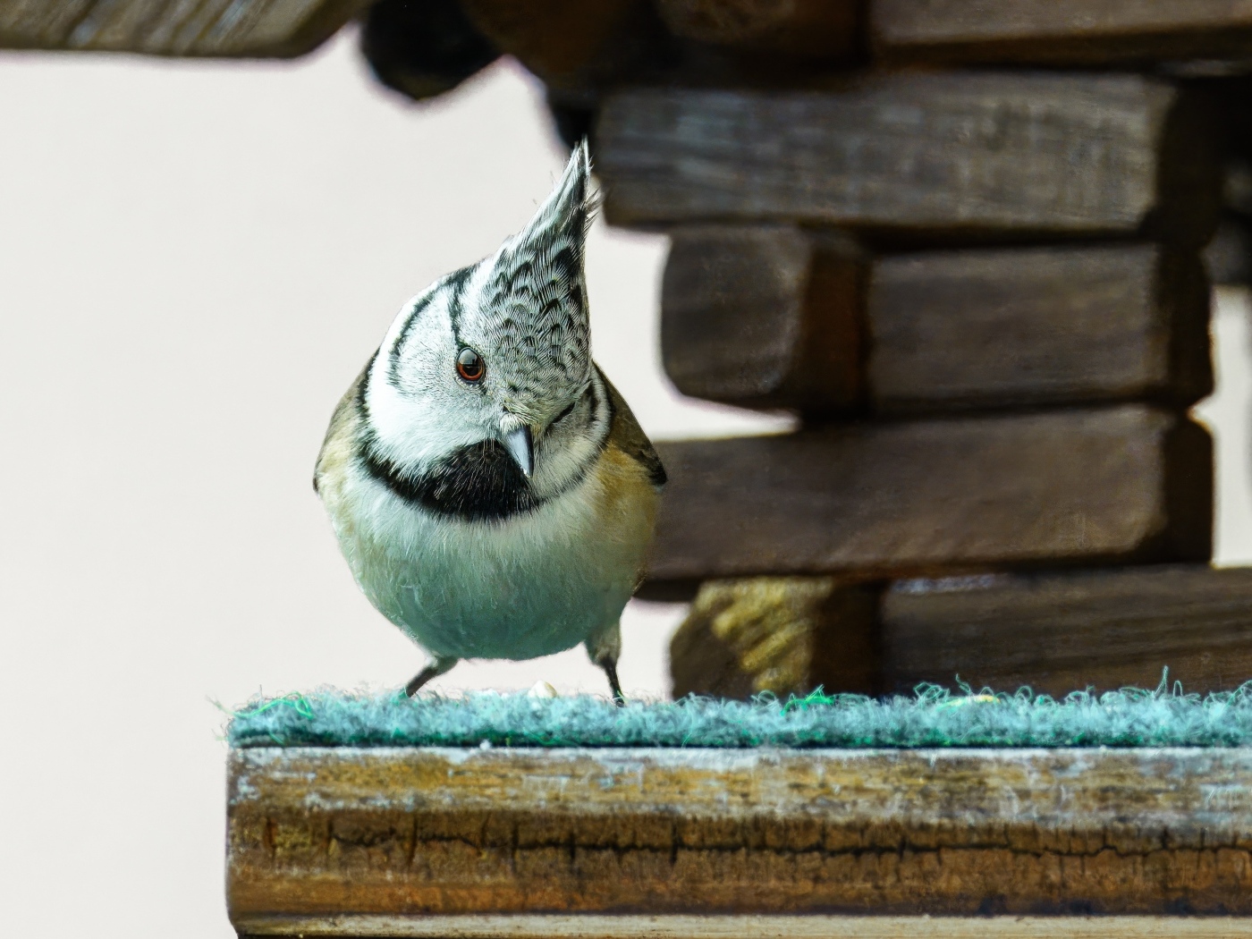 Хохлатая синица сидит у кормушки