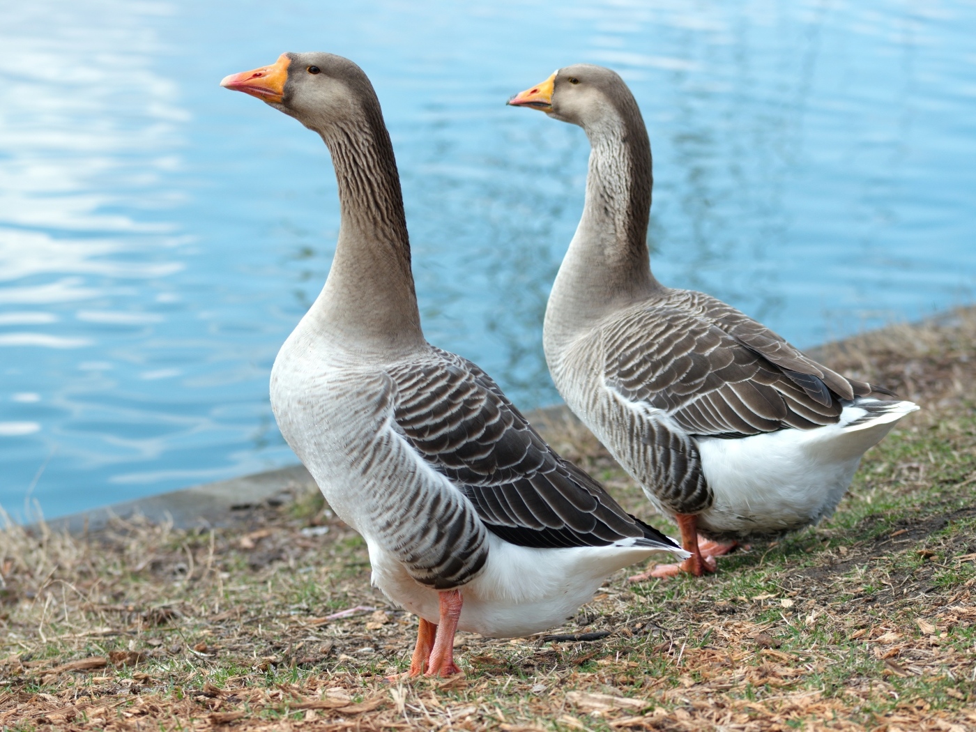 Два больших серых гуся у воды