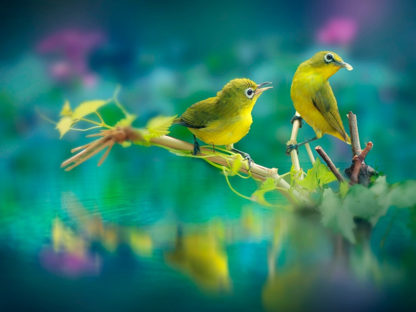 Две маленькие зеленые птички на ветке у воды