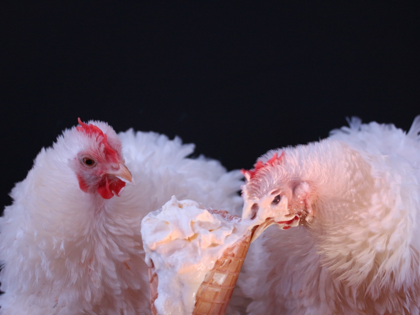 Белые домашние куры клюют мороженое на черном фоне