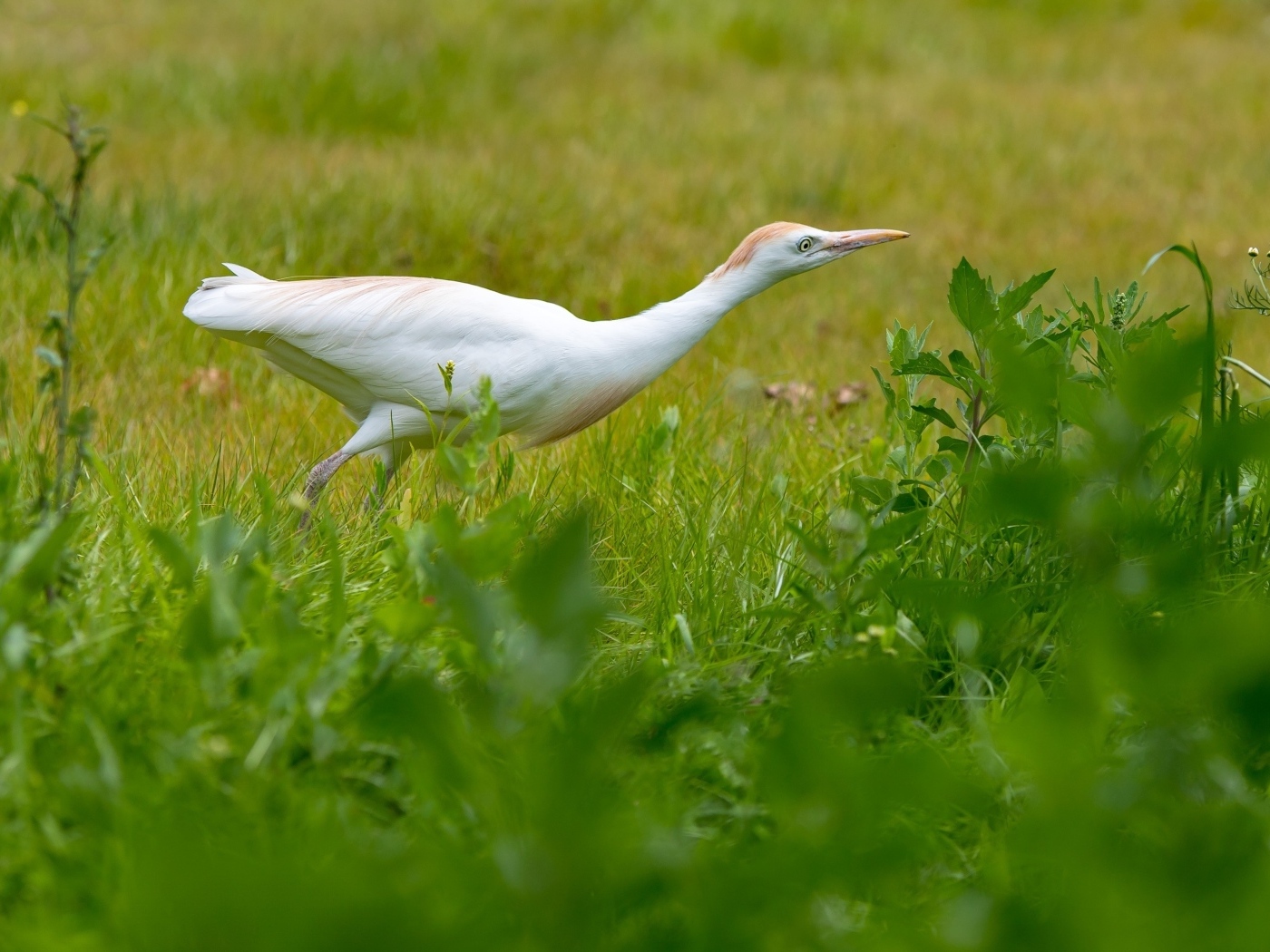 Белая цапля в зеленой траве