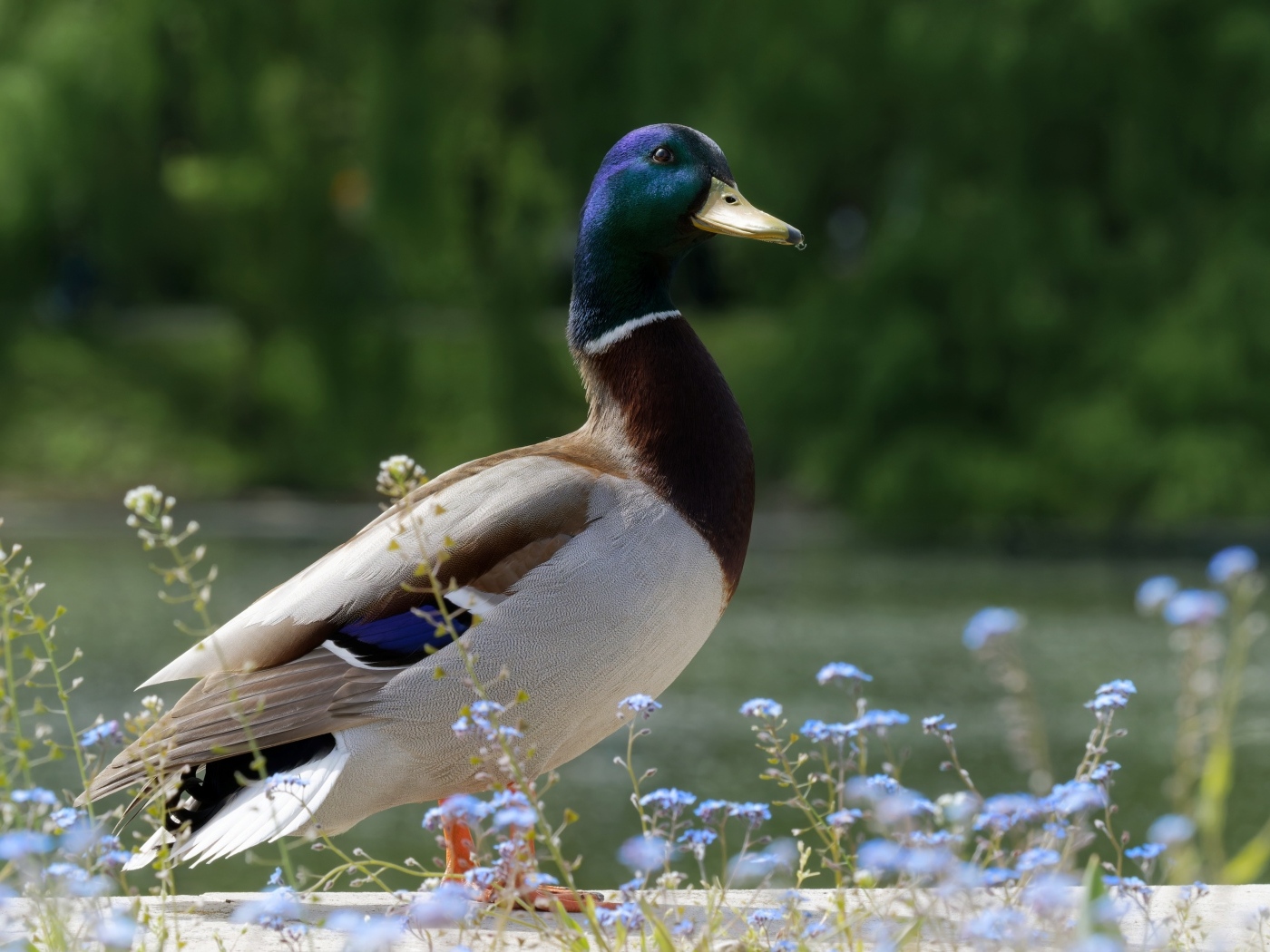 Дикий селезень стоит у воды летом