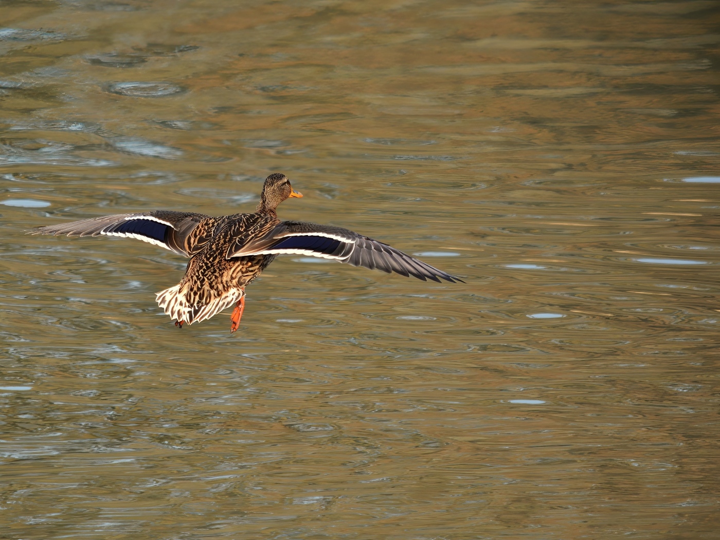 Дикая утка летит над водой