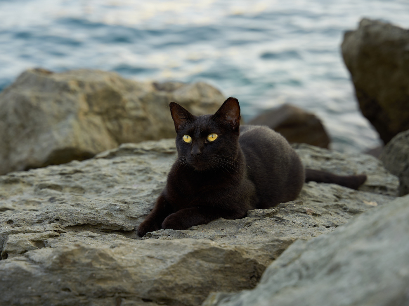 Черный кот лежит на камне у моря