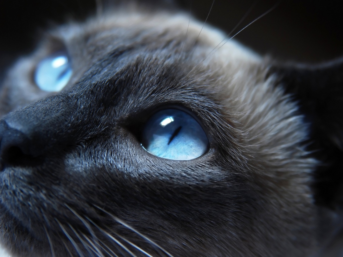 Красивая голубоглазая кошка крупным планом