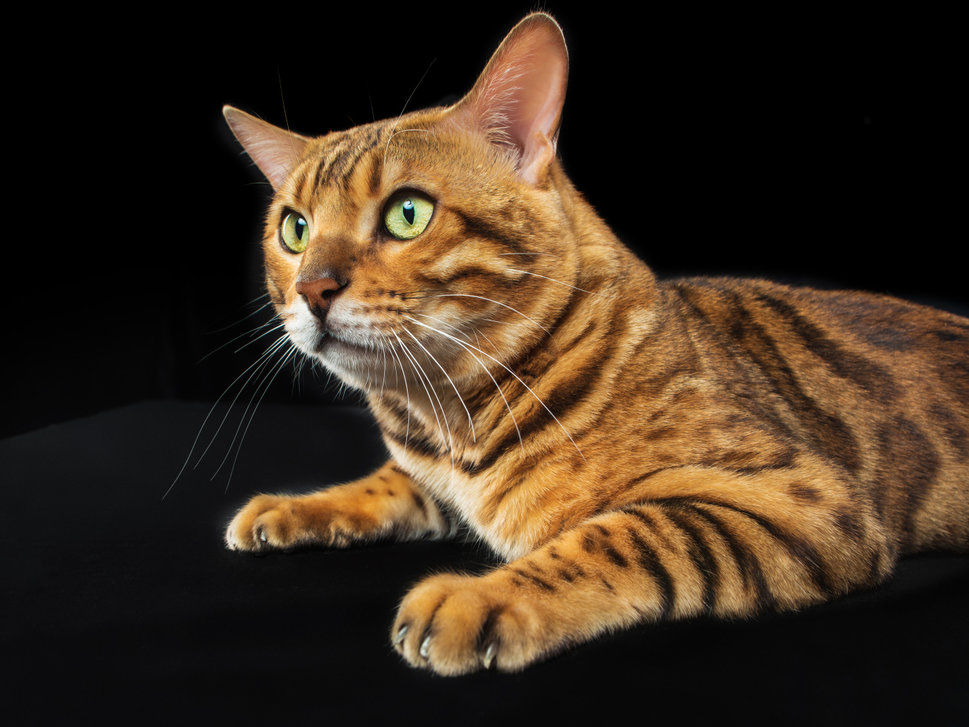 Bengal cat with green eyes on a black background