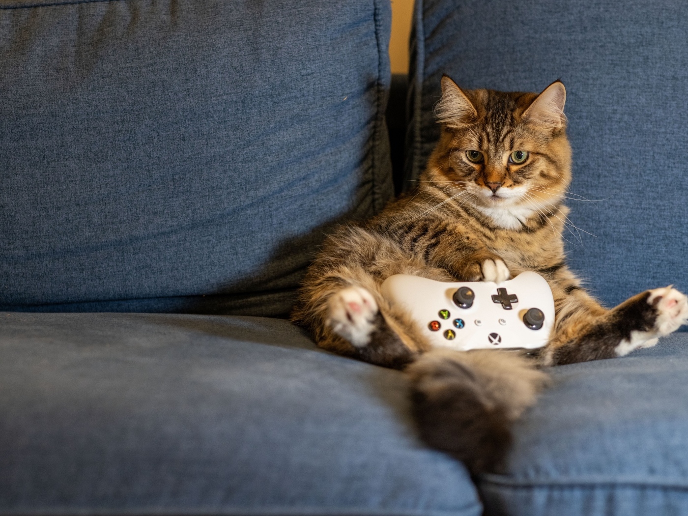 Большой серый кот с игровым джойстиком