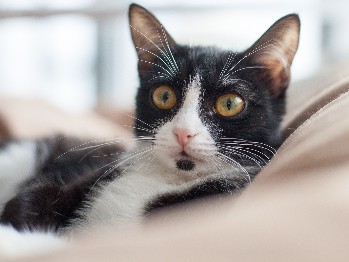 Черно-белый кот лежит на диване