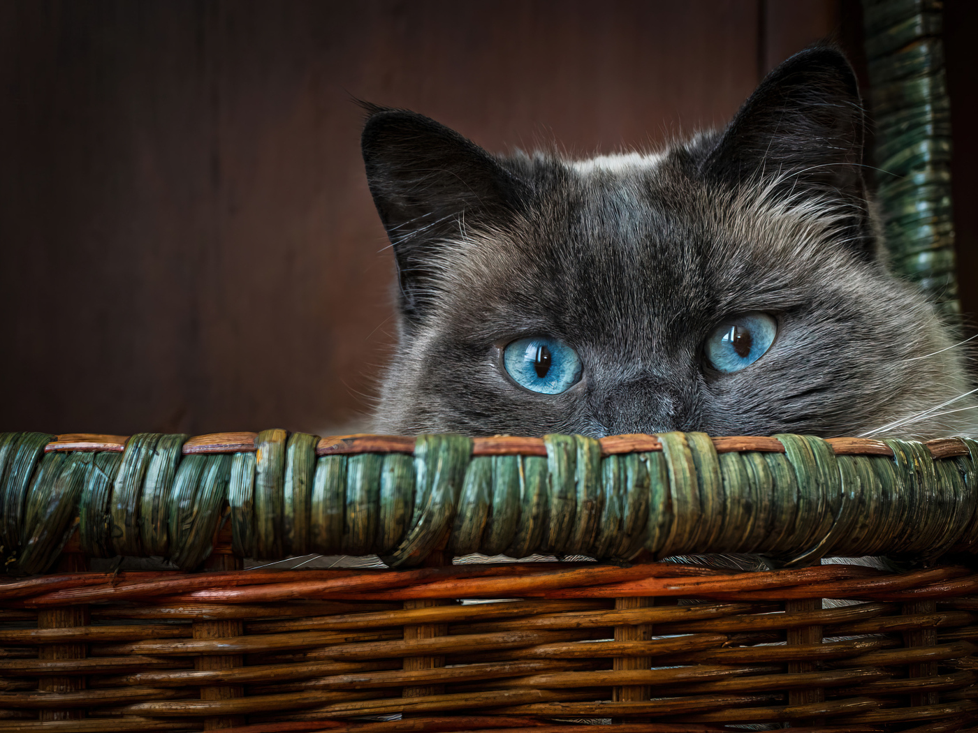 Голубоглазый кот сидит в корзине