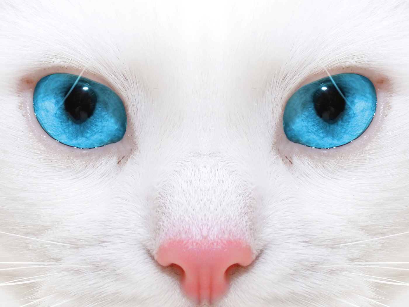 Голубоглазая кошка с розовым носом