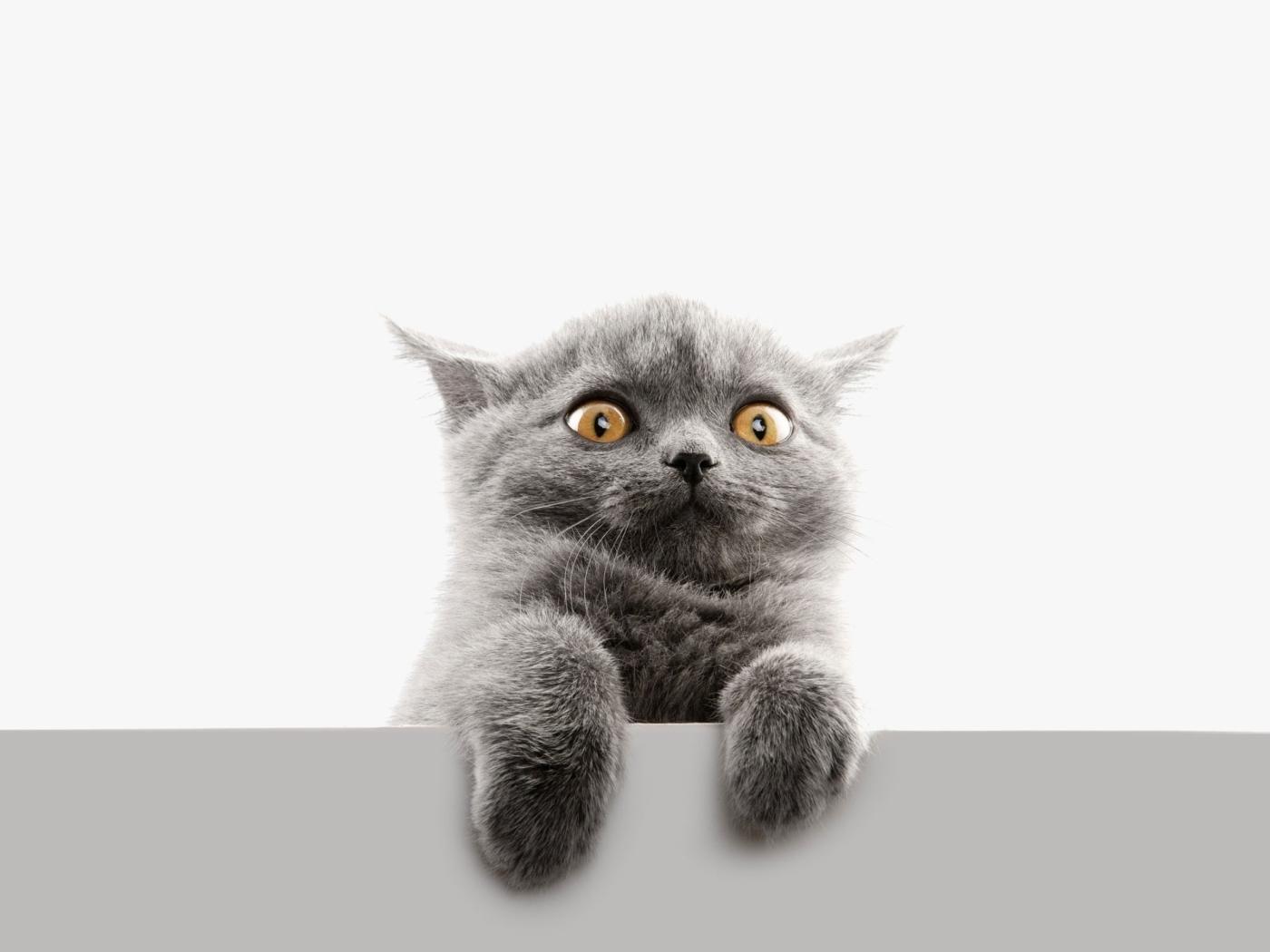 Испуганный серый котенок на белом фоне